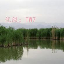 λ